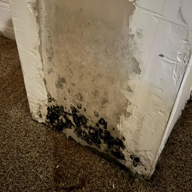 Professional Mold Removal in Eunice, NM